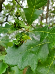 Andricus foliaformis