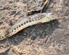 Cobitis taenia