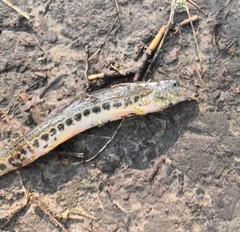 Cobitis taenia