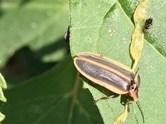 Pyractomena angulata