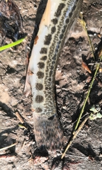 Cobitis taenia