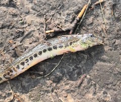 Cobitis taenia