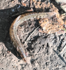 Cobitis taenia