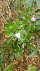 Capparis cynophallophora