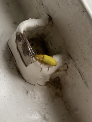 Cteniopus sulphureus