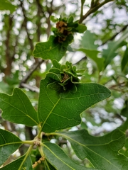 Andricus foliaformis