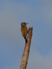 Dryobates passerinus