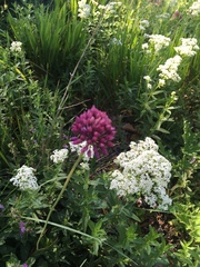 Allium rotundum jajlae