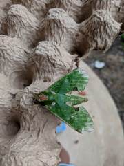 Euchloron megaera