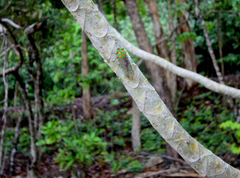 Macrotristria sylvara