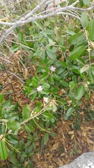 Capparis cynophallophora