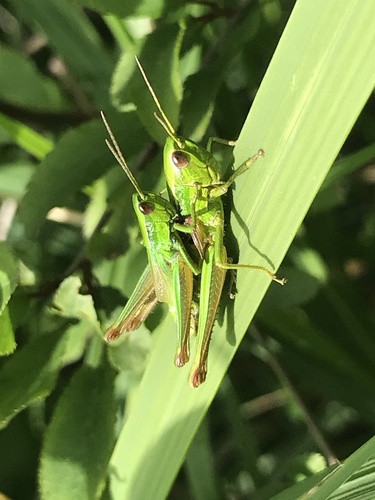 Small Gold Grasshopper