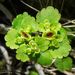 Iowa Golden-Saxifrage - Photo (c) Jason Hollinger, some rights reserved (CC BY)