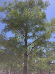 Taxodium ascendens