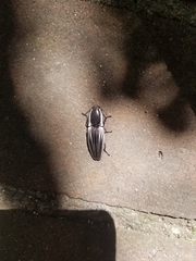 Chalcolepidius approximatus