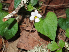 Viola ocellata
