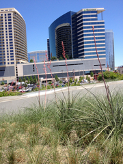 Hesperaloe parviflora