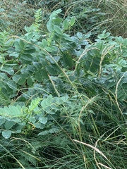 Astragalus glycyphyllos