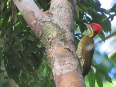 Piculus chrysochloros