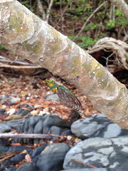 Macrotristria sylvara