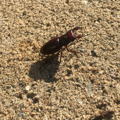 Lucanus capreolus