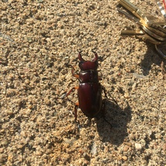 Lucanus capreolus