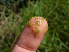 Wolffia brasiliensis