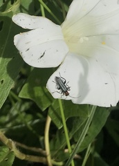 Oedemera croceicollis