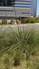 Hesperaloe parviflora