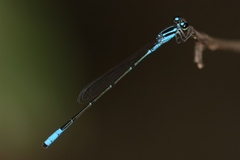 Acanthagrion quadratum