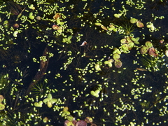 Wolffia brasiliensis