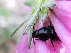 Divales bipustulatus