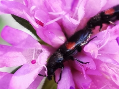 Divales bipustulatus