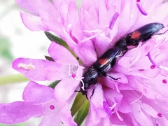 Divales bipustulatus