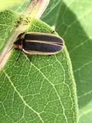 Pyractomena angulata