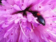 Divales bipustulatus