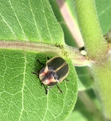 Pyractomena angulata