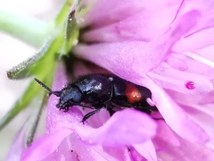 Divales bipustulatus