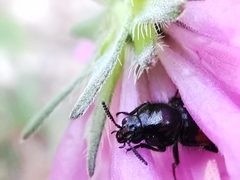 Divales bipustulatus
