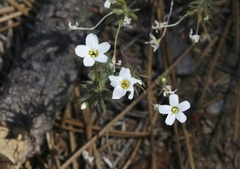 Leptosiphon breviculus