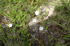 Stylisma humistrata