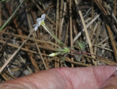 Leptosiphon breviculus