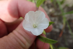 Stylisma humistrata