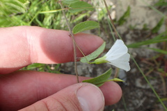 Stylisma humistrata