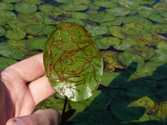 Polypedilum braseniae