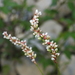 Swamp Smartweed - Photo (c) Pedro Alanis, some rights reserved (CC BY-NC), uploaded by Pedro Alanis