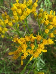 Solidago nitida