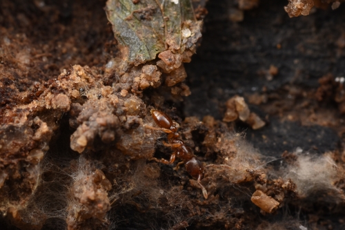 Vollenhovia brevicornis