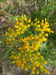 Solidago nitida