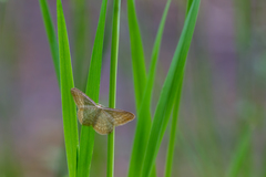 Idaea pallidata